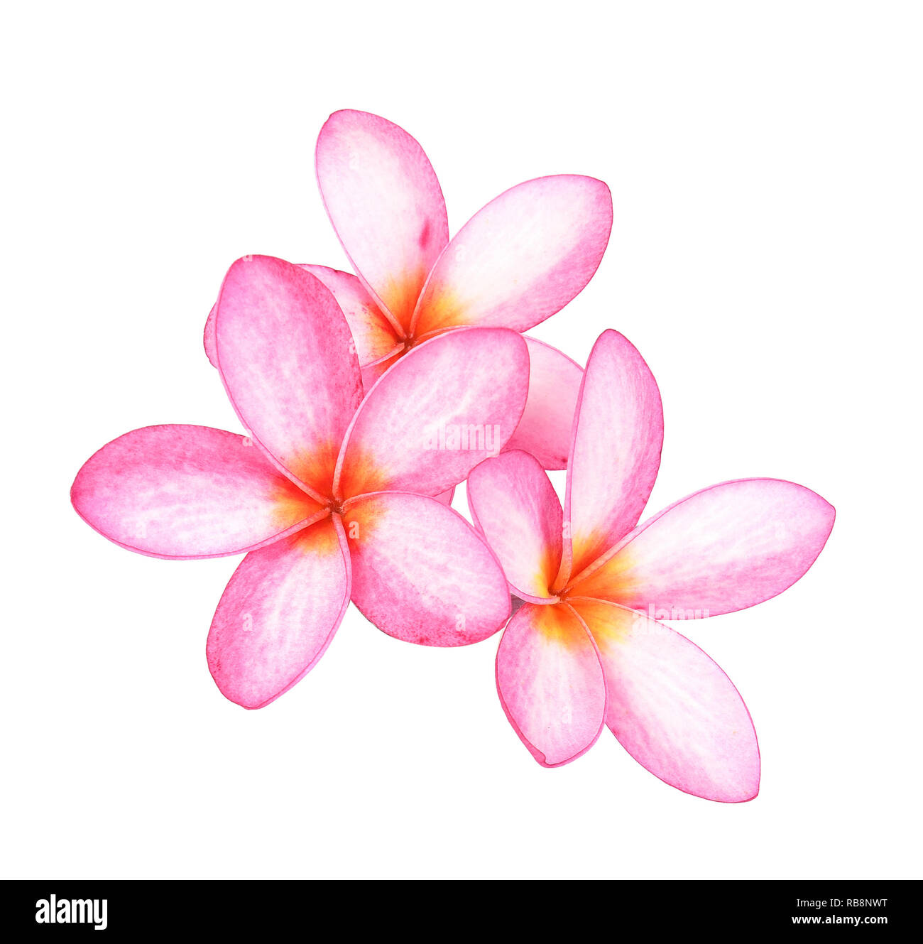 Frangipani Blume isoliert auf weißem Hintergrund Stockfoto