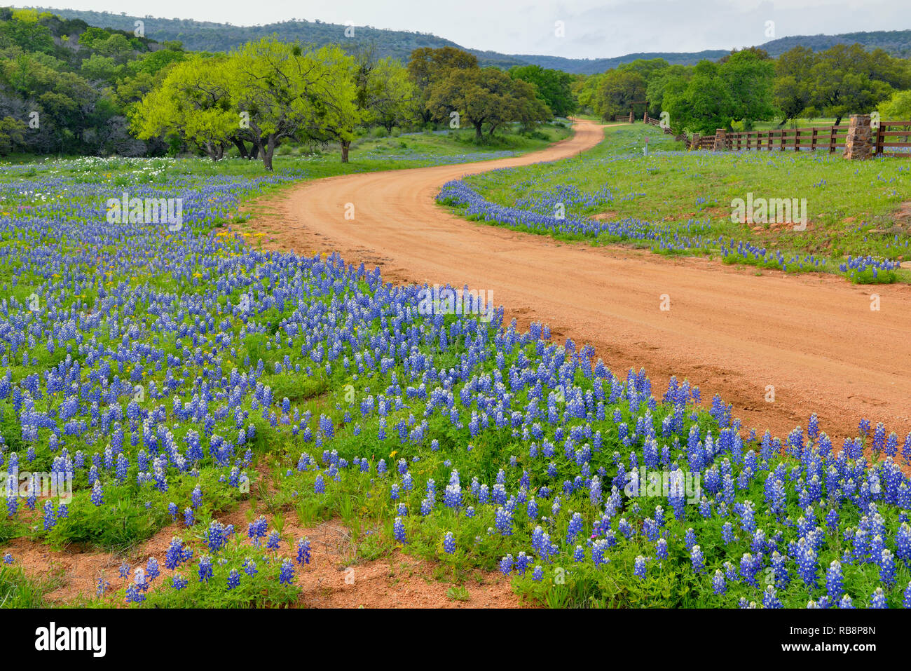 Am Straßenrand Texas bluebonnets in voller Blüte, County Road 310, Llano County, Texas, USA Stockfoto