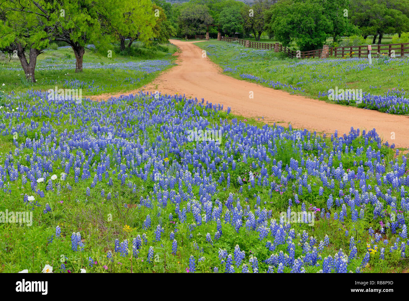 Texas bluebonnets Futter eine Landstraße, Llano County CR310, Texas, USA Stockfoto