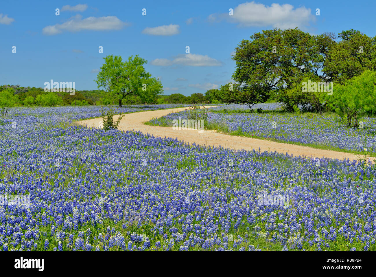 Am Straßenrand Wildblumen entlang Threadgill Creek Road mit Texas Bluebonnets, Mason County, Texas, USA Stockfoto