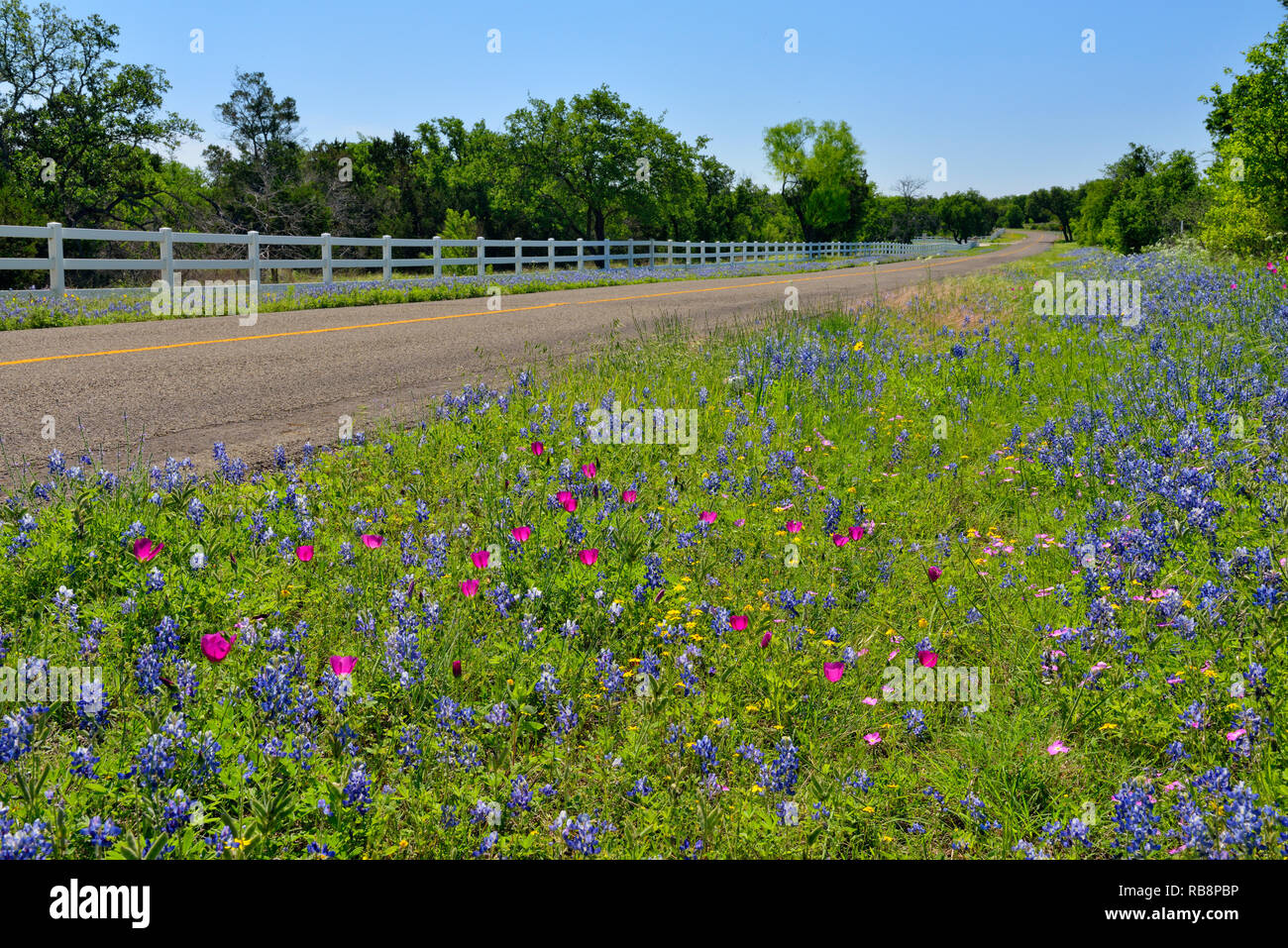 Wildblumen in voller Blüte entlang einem Feldweg, Burnett County, Texas, USA Stockfoto