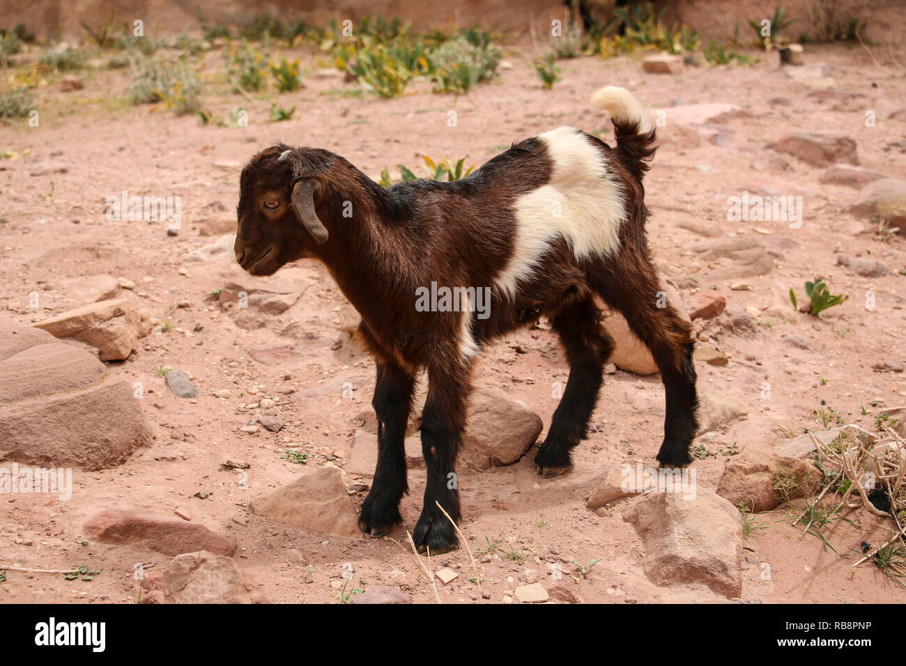 Kleine Ziege Schokolade Farben mit einem weißen Fleck steht in der Nähe der Sandstein Schlucht Siq, Rose Stadt, Petra, Jordanien. Stockfoto