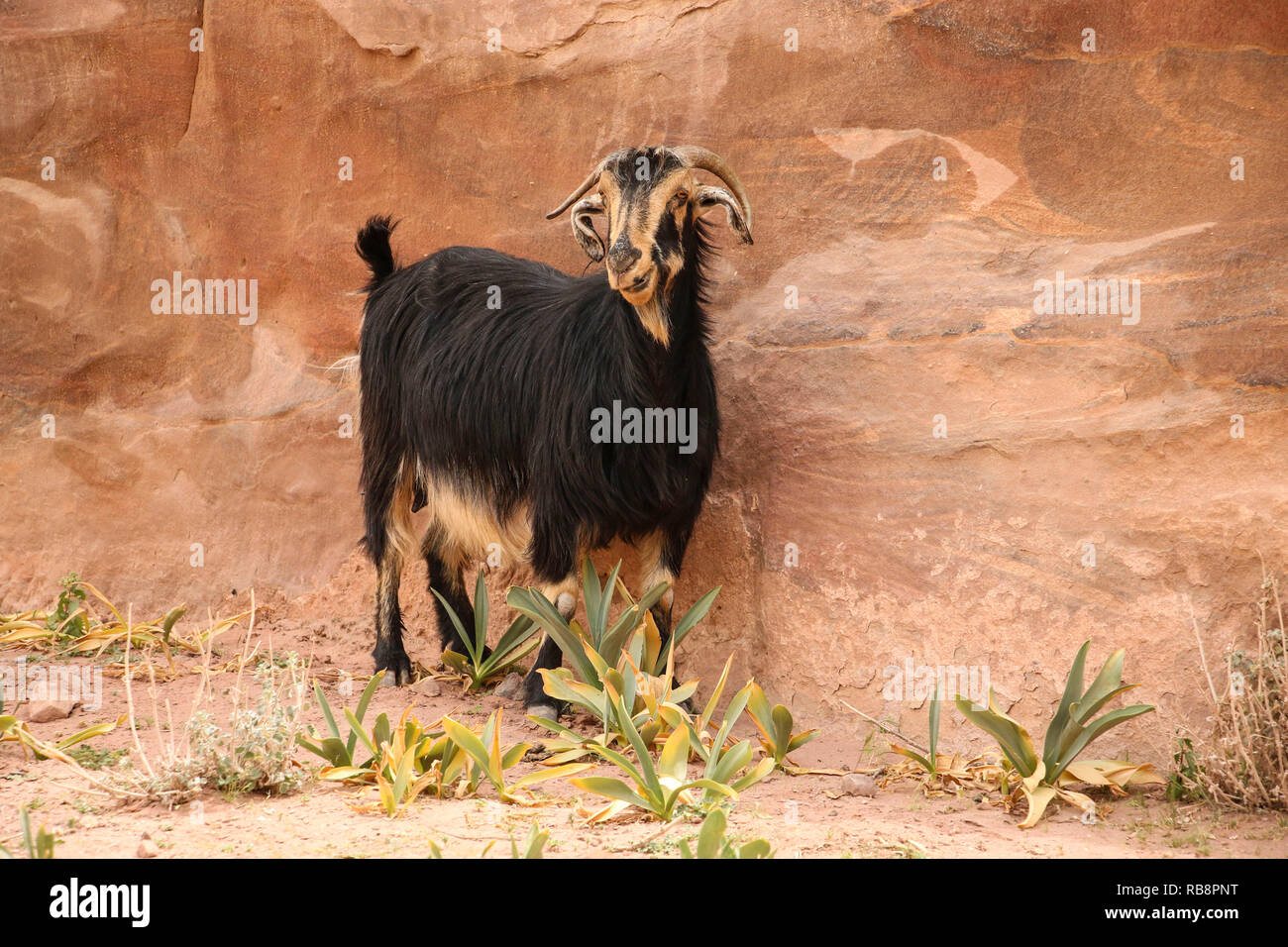 Schwarze Ziege steht in der Nähe der Sandstein Schlucht Siq, Rose Stadt, Petra, Jordanien. Stockfoto