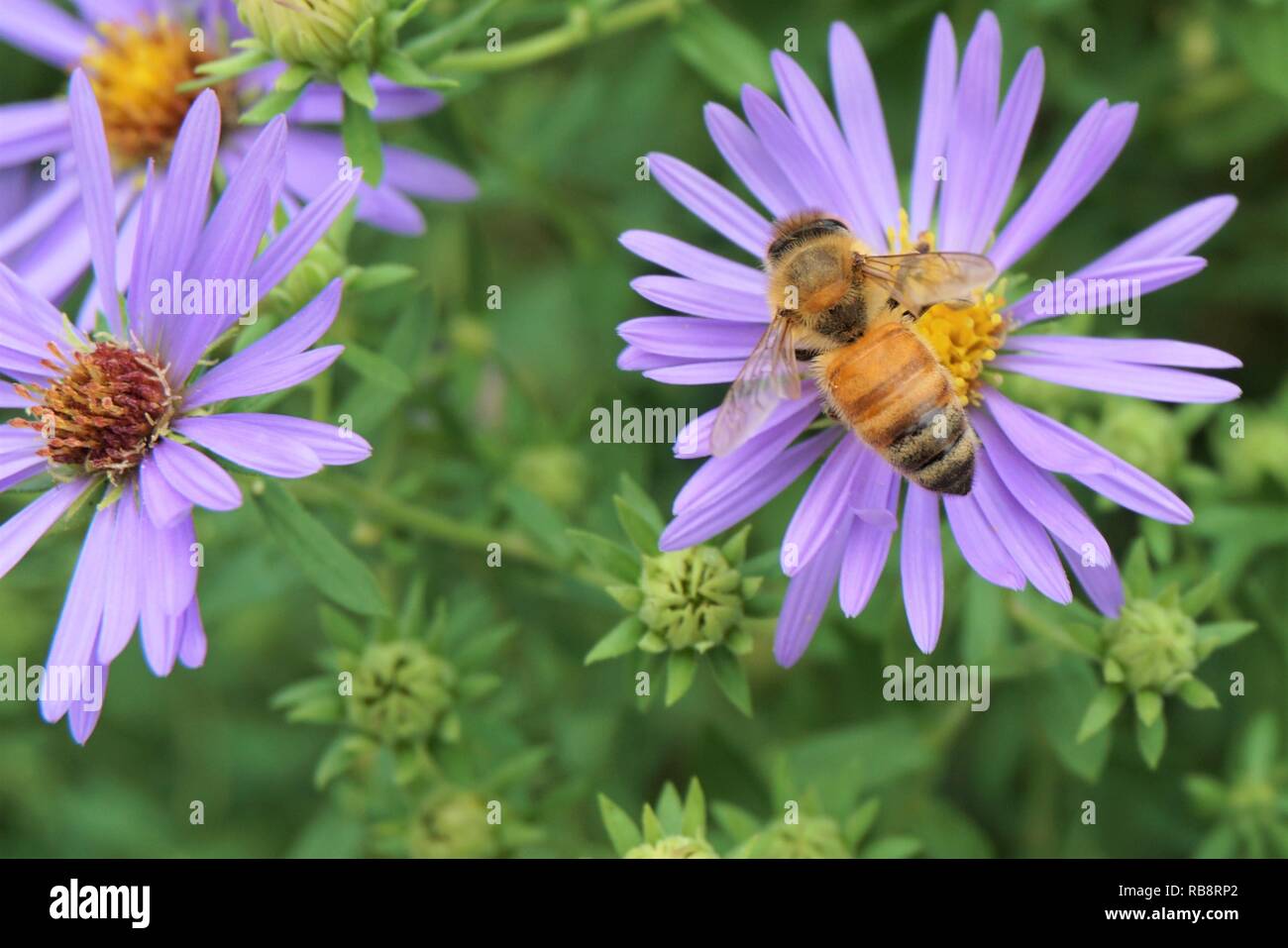 Nahaufnahme einer Biene auf einer Blume lila Aster. Stockfoto