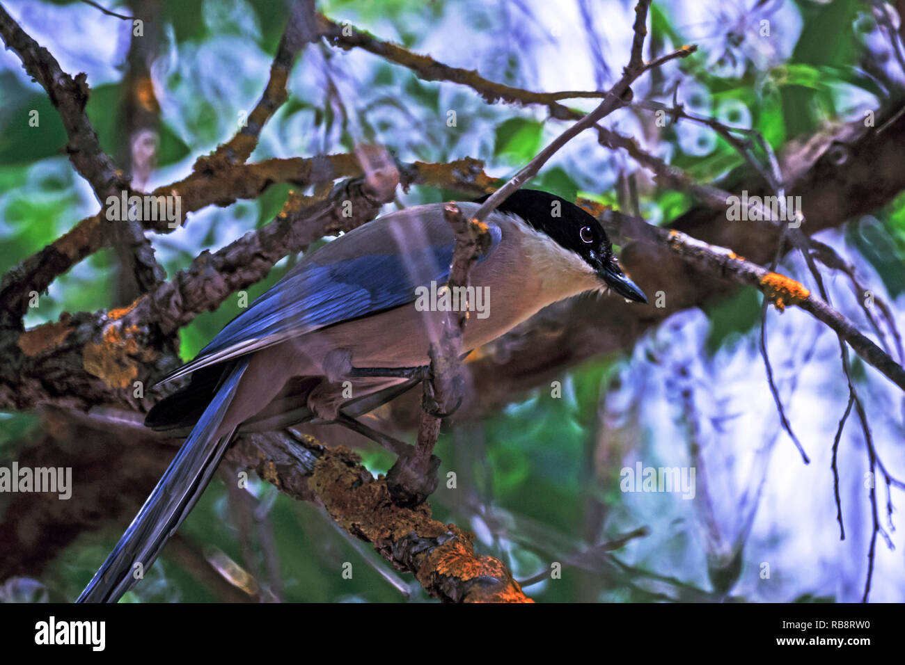 Die Azure - winged Magpie (Cyanopica cyanus) ist immer bereit, für Lebensmittel zu kommen. Stockfoto