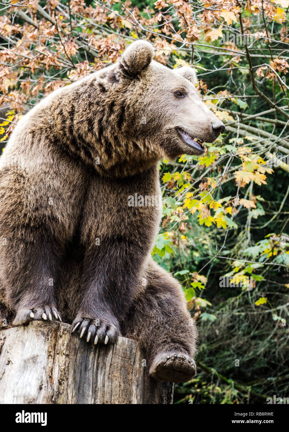 Erwachsene Europäische Braunbär (Ursus arctos) Stockfoto