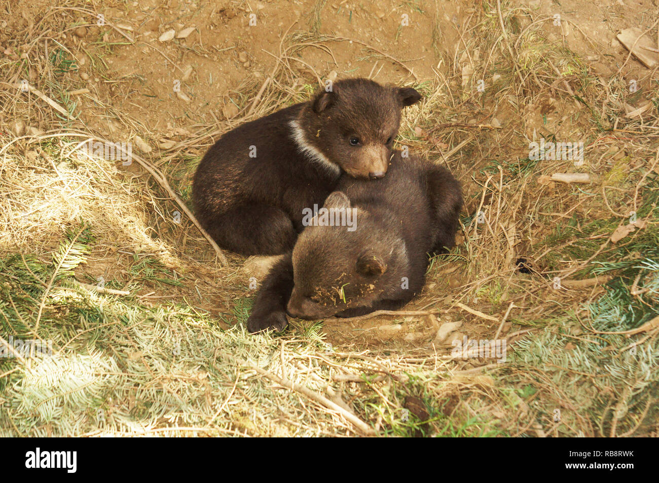 Sehr junge Braune Bärenjunge (6 Tage alt) in einer offenen Nest. Stockfoto