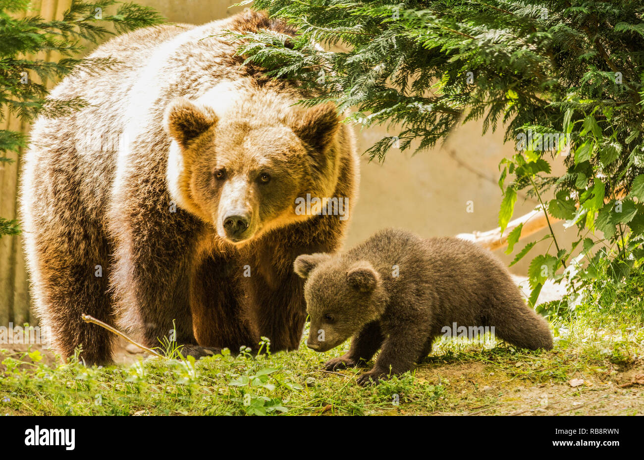 Erwachsene Frau brauner Bär mit ihrer Jungen (6 Wochen alt) Jungen. Stockfoto