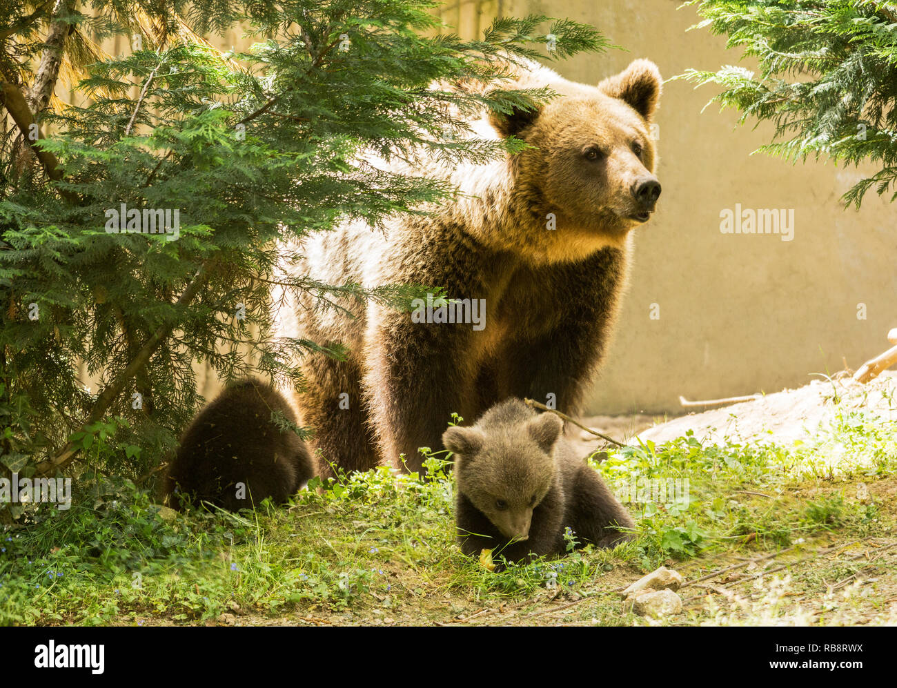 Erwachsene Frau brauner Bär mit ihrer Jungen (6 Wochen alt) Jungen. Stockfoto