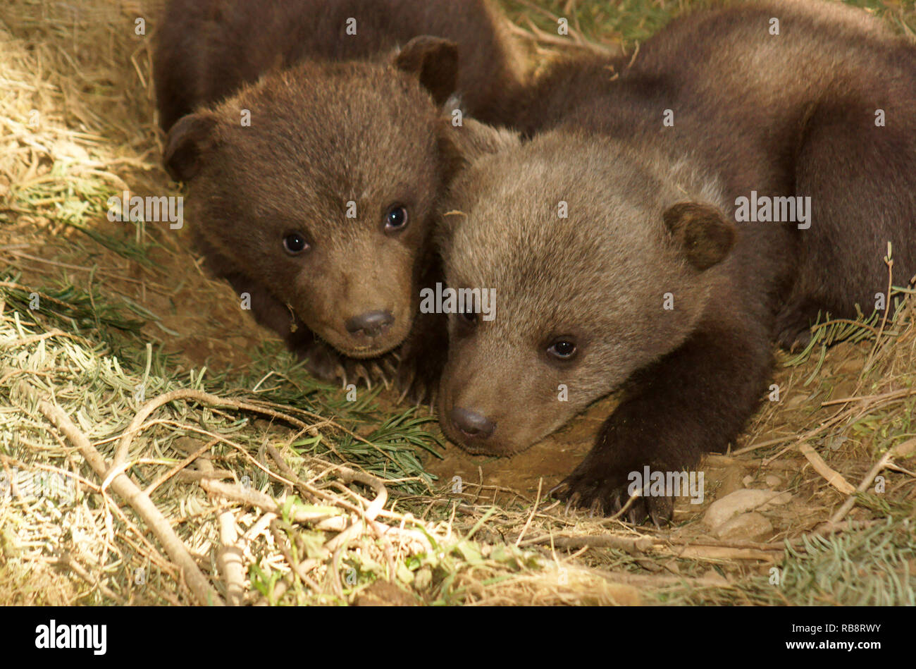 Sehr junge Braune Bärenjunge (6 Tage alt) in einer offenen Nest. Stockfoto