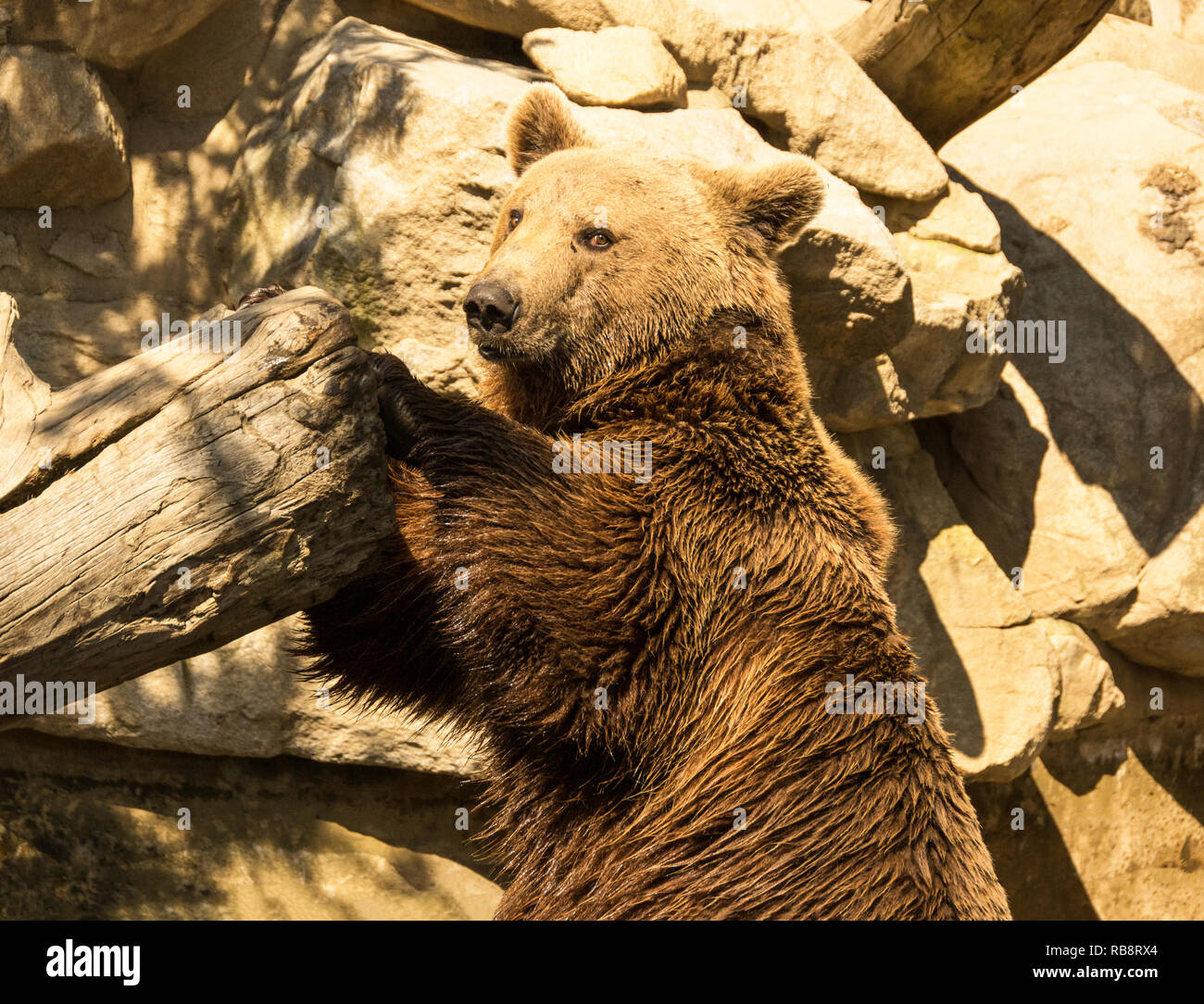 Junge Erwachsene brauner Bär (23 Monate alt) beim Spielen mit einem großen Stein. Stockfoto