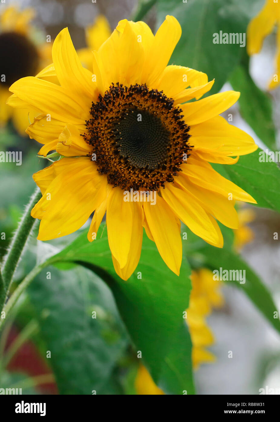 Nahaufnahme von Sonnenblumen in einem Garten Stockfoto