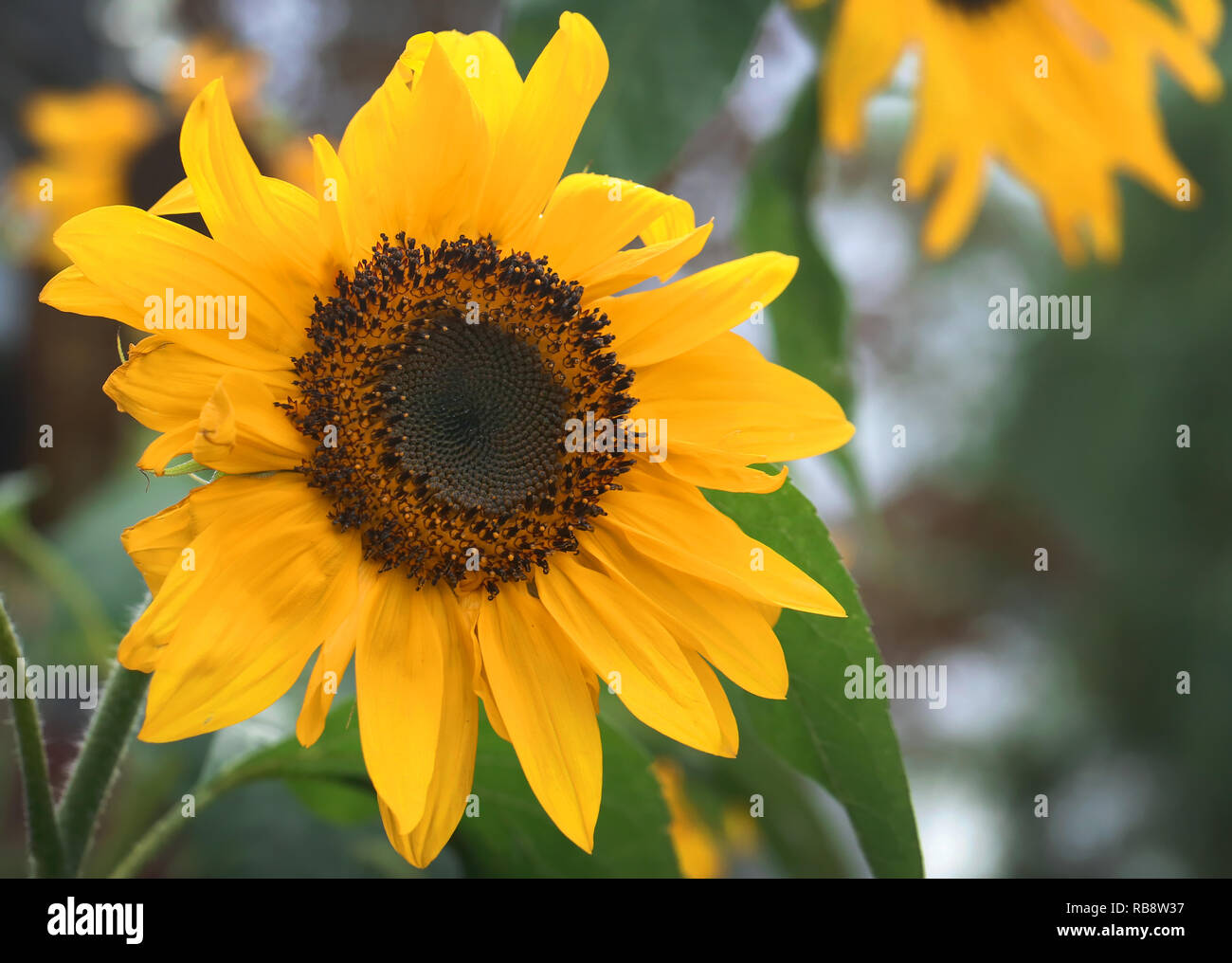 Nahaufnahme von Sonnenblumen in einem Garten Stockfoto