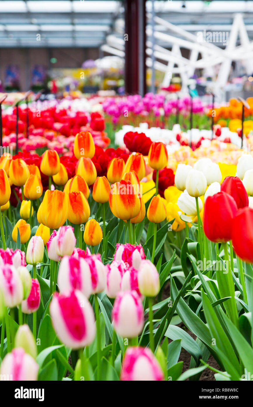 Bunte Pavillion mit roten, gelben und weißen Tulip im Keukenhof flower garden, Niederlande Blumenbeet, Holland Stockfoto