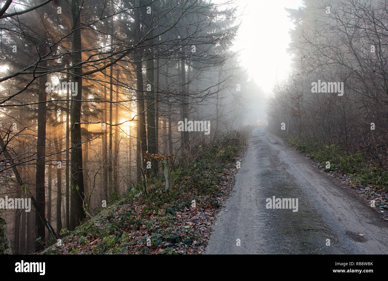 Wald im Nebel bei Sonnenaufgang Stockfoto