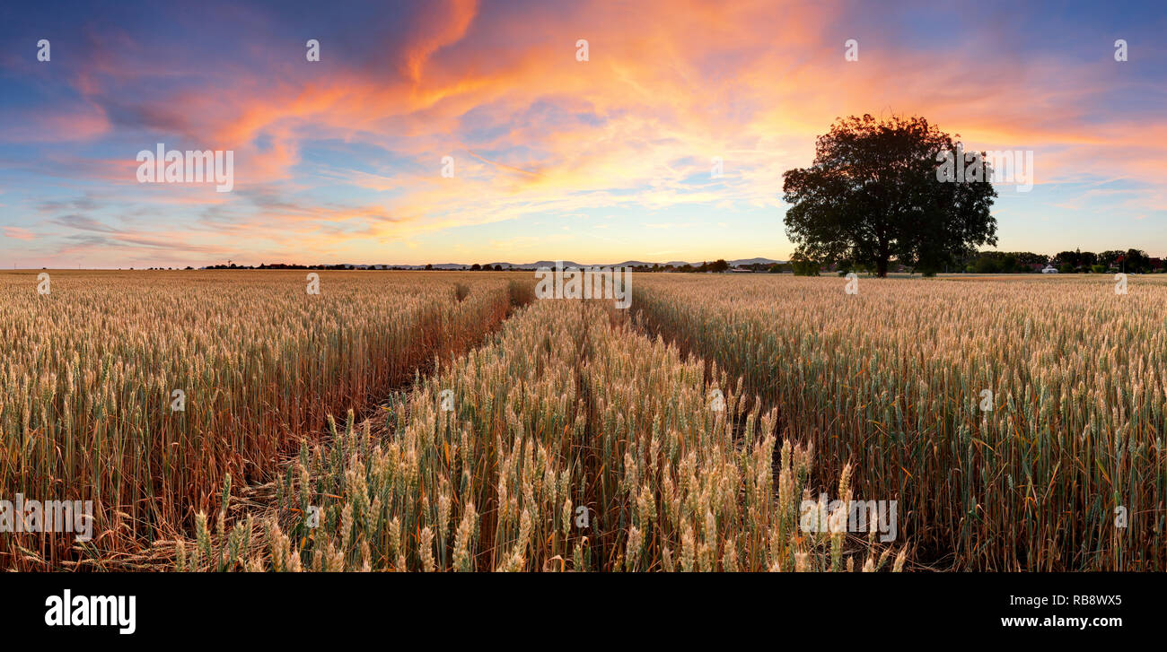 Panorama der Weizenfeld bei Sonnenuntergang Stockfoto