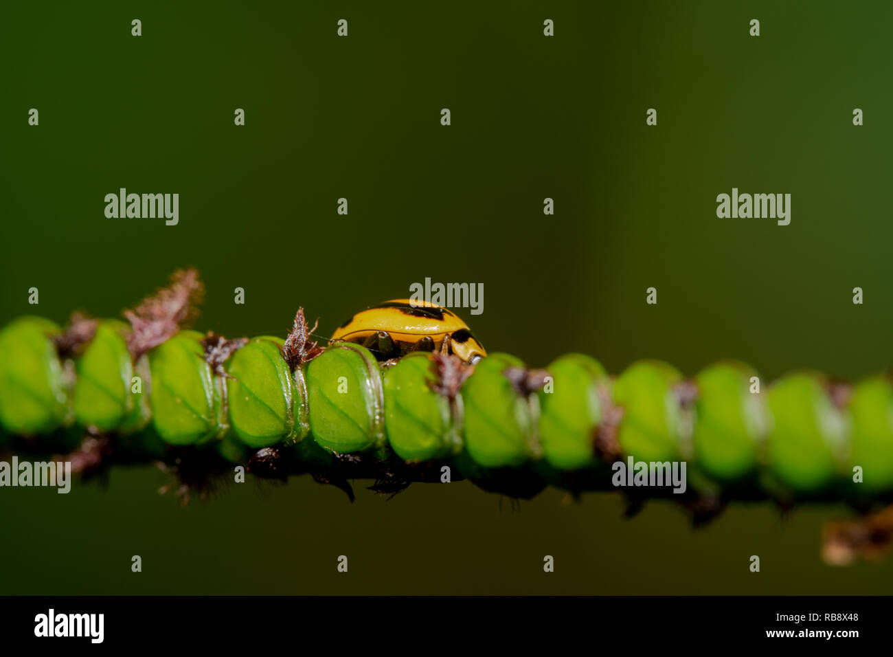 Die gelben und schwarzen Punkt Marienkäfer zu Fuß über eine Brücke von einer Pflanze mit grünem Hintergrund Stockfoto