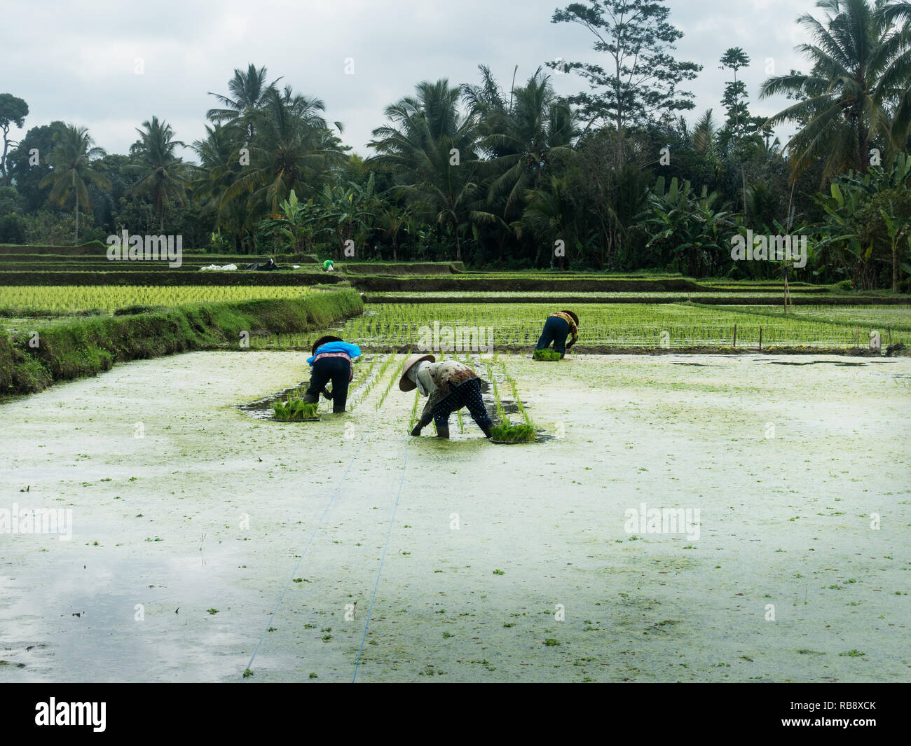 Die Arbeiter in den Reisfeldern von Bali. Stockfoto