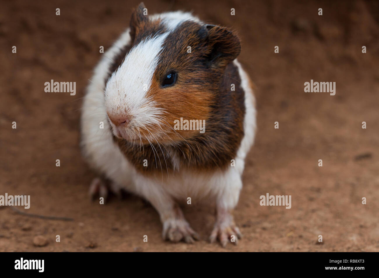 Ein schönes Foto von einen bräunlich-weißen inländischen Meerschweinchen (Cavia porcellus) Stockfoto