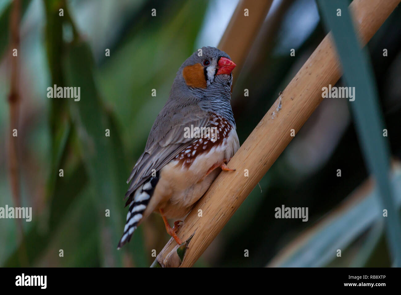 Ein schönes Foto von einer schönen Zebra Finch (Taeniopygia guttata) Stockfoto