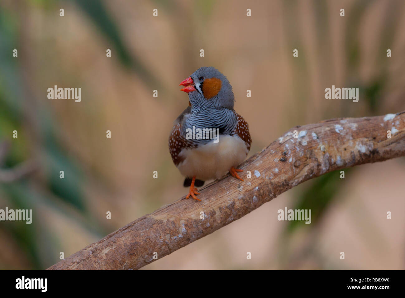 Ein schönes Foto von einer schönen Zebra Finch (Taeniopygia guttata) Stockfoto