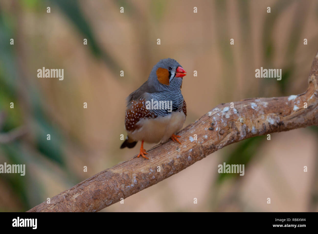 Ein schönes Foto von einer schönen Zebra Finch (Taeniopygia guttata) Stockfoto