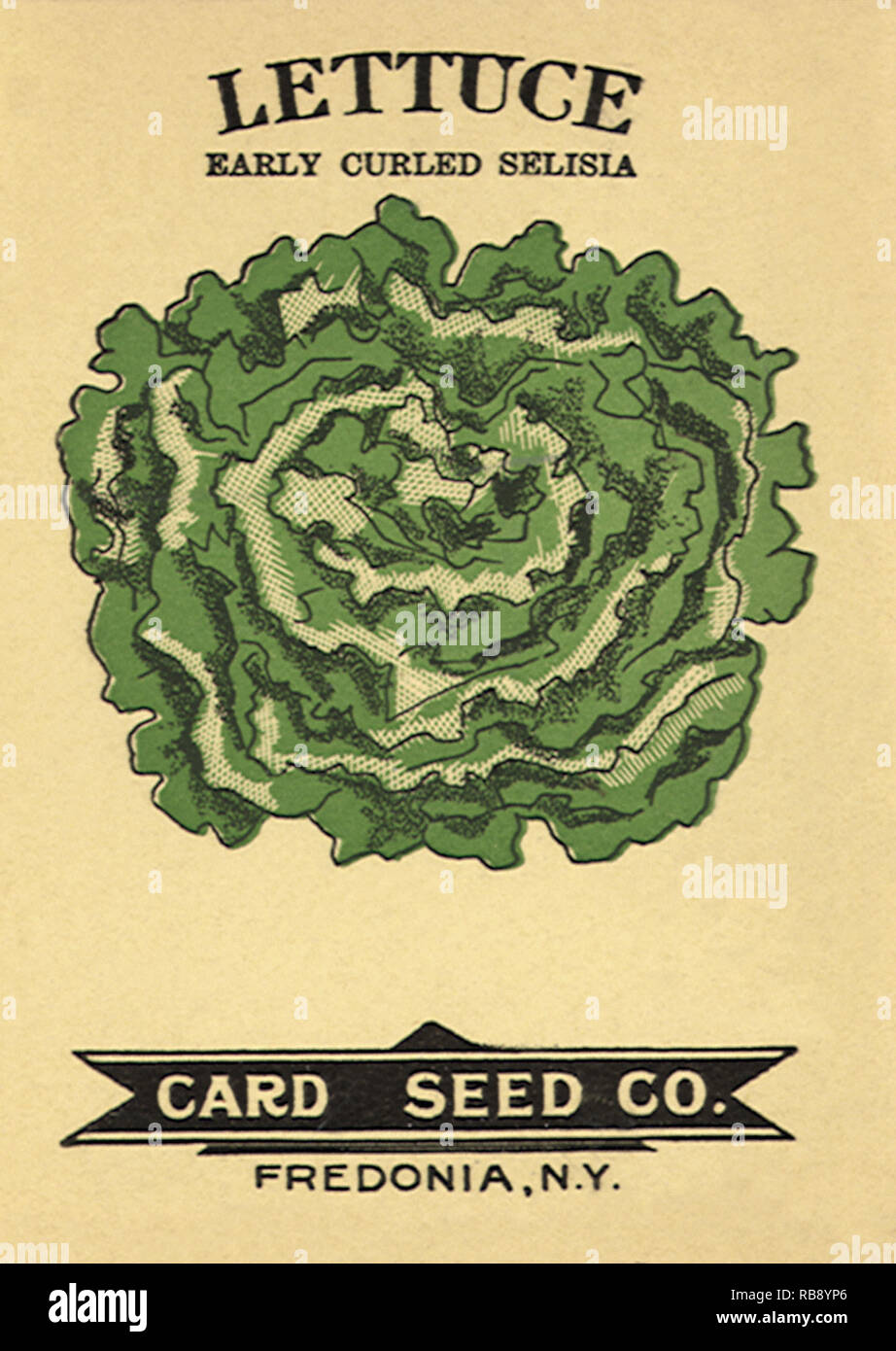 Kopfsalat Samen Paket. Stockfoto