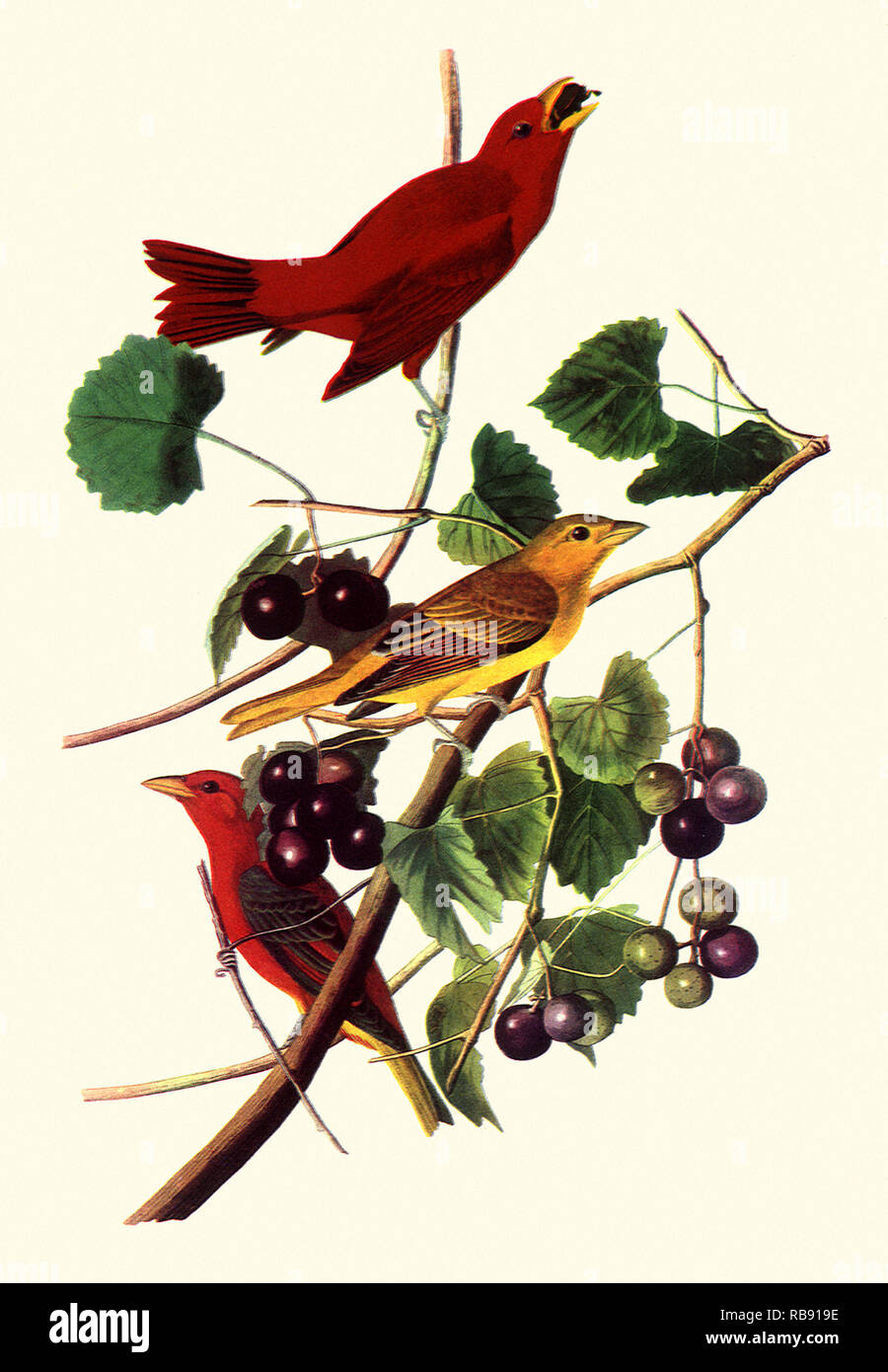 Sommer Tanagers Stockfoto