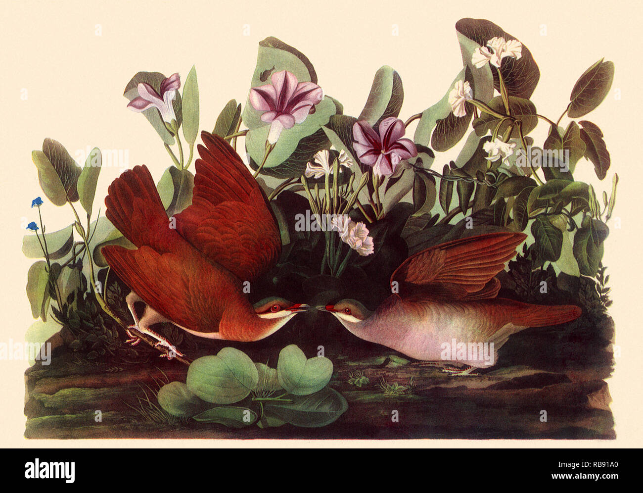 Key West Quail Dove Stockfoto