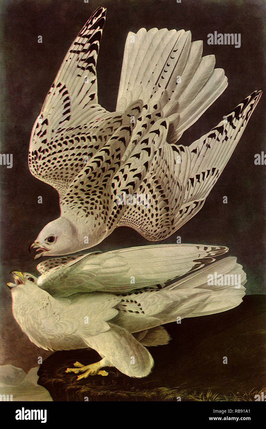 Falco Rusticolus Stockfoto