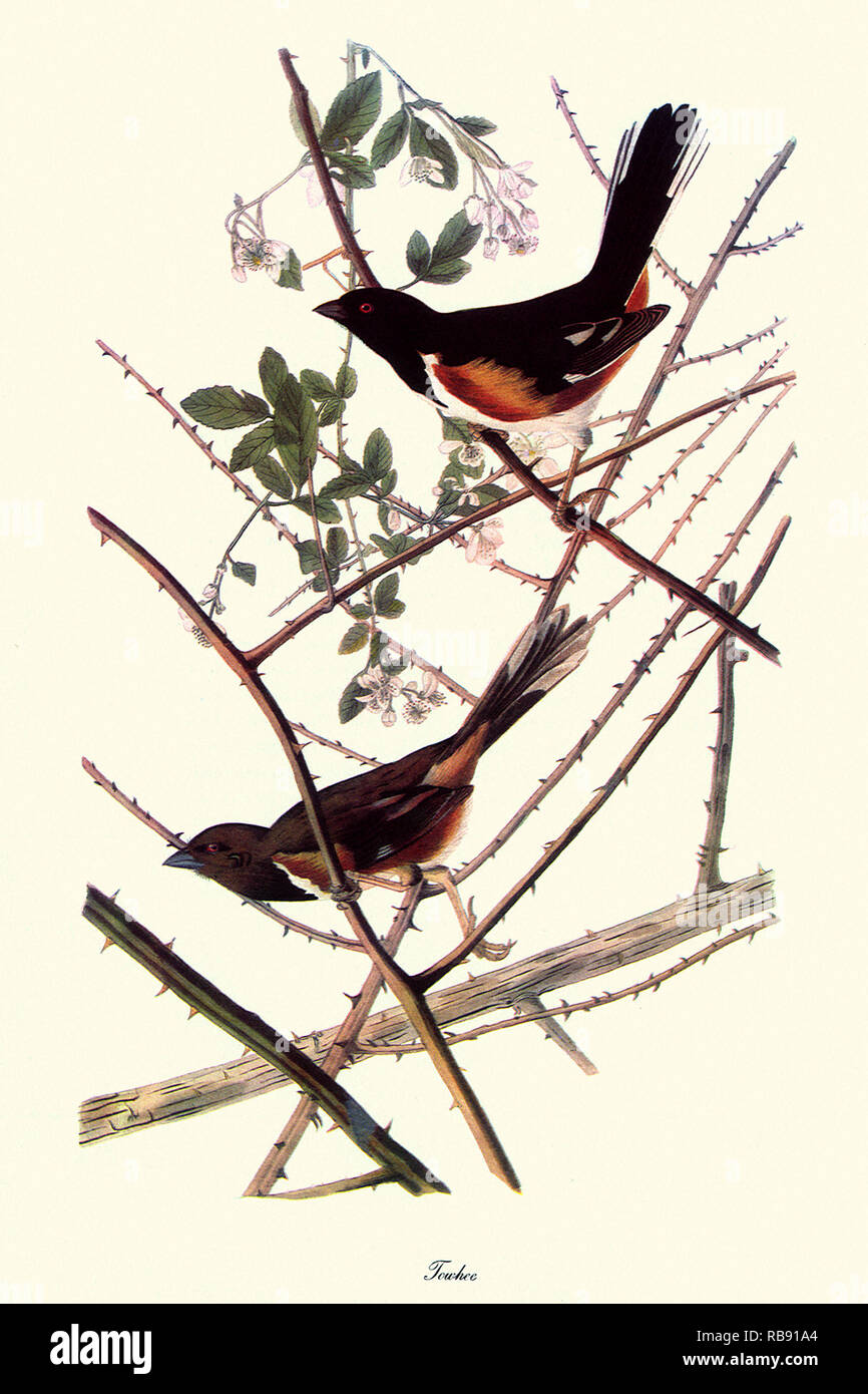 Towhee Stockfoto