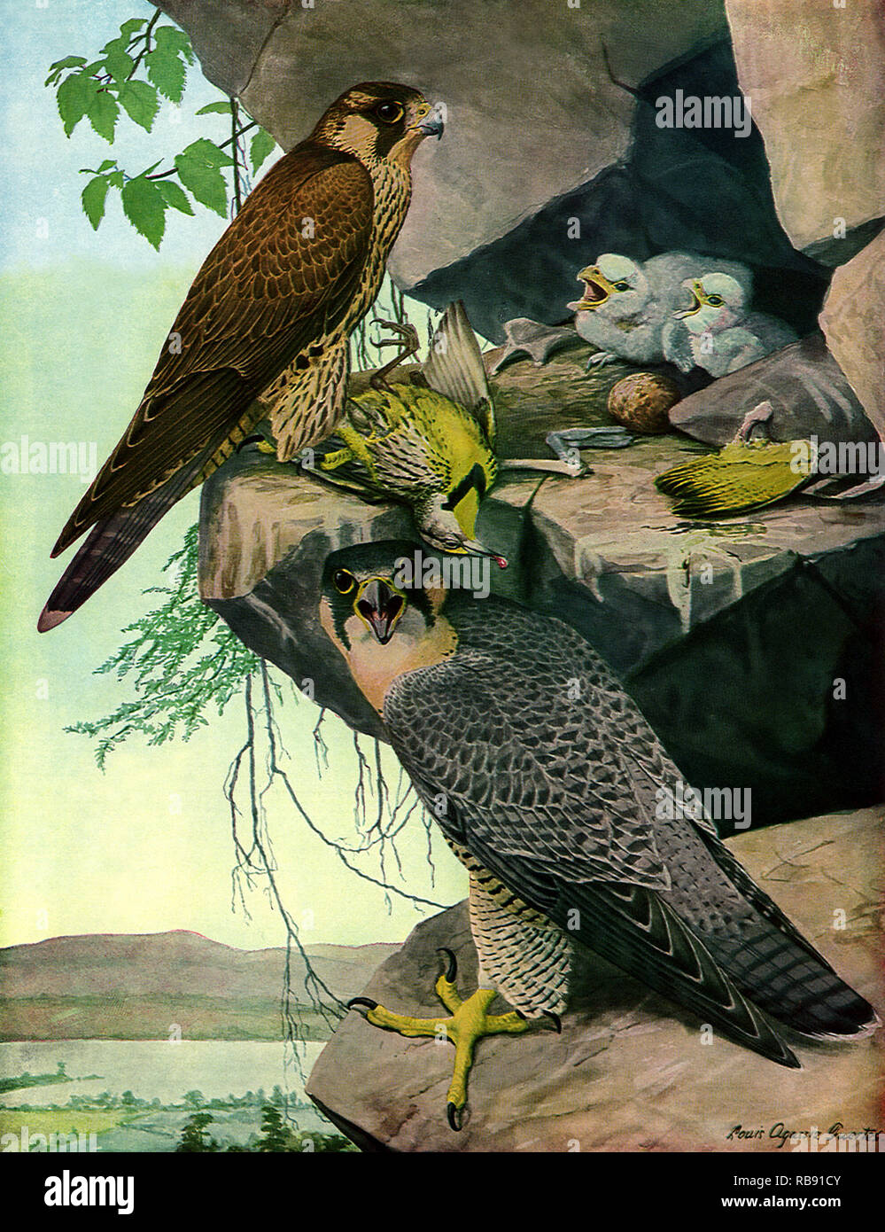 Ente Falken und Junge. Stockfoto