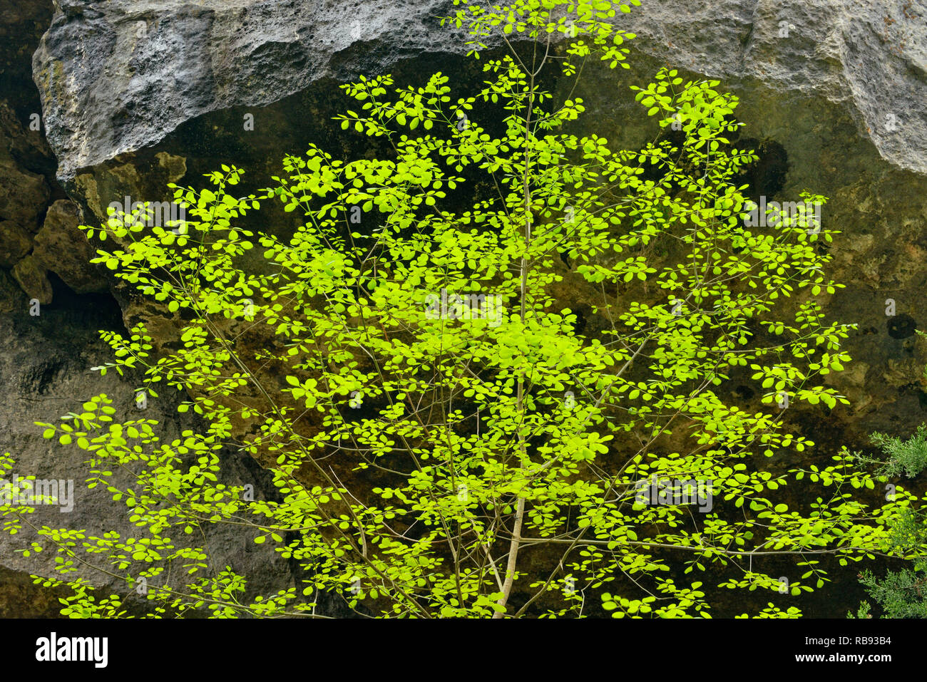 Frühling Laub in Hamilton Creek Gorge, Hamilton Pool bewahren Travis County, Texas, USA Stockfoto