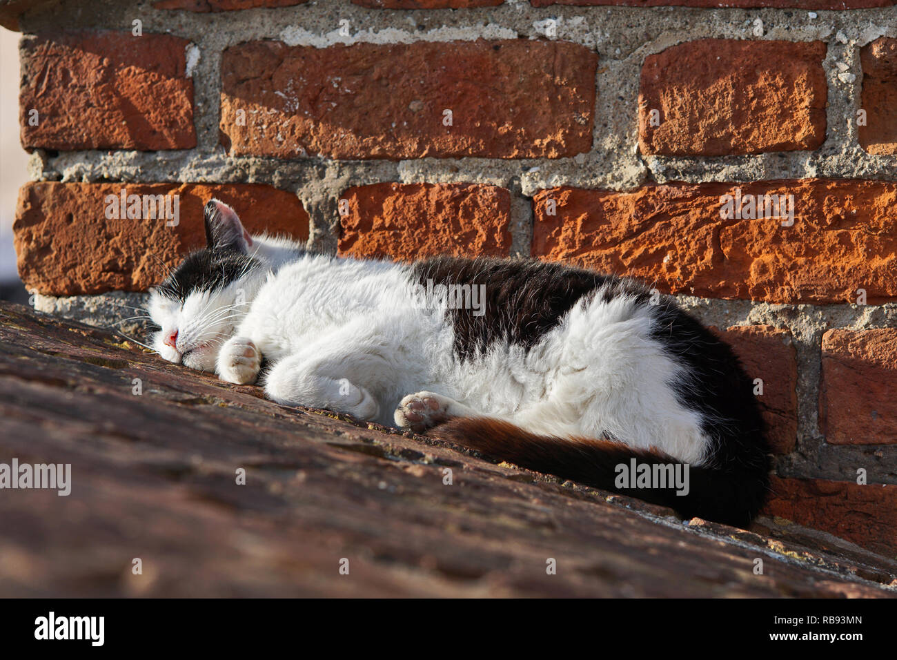 Schlafende Katze vor Ziegelmauer in der Abendsonne, Deutschland Stockfoto