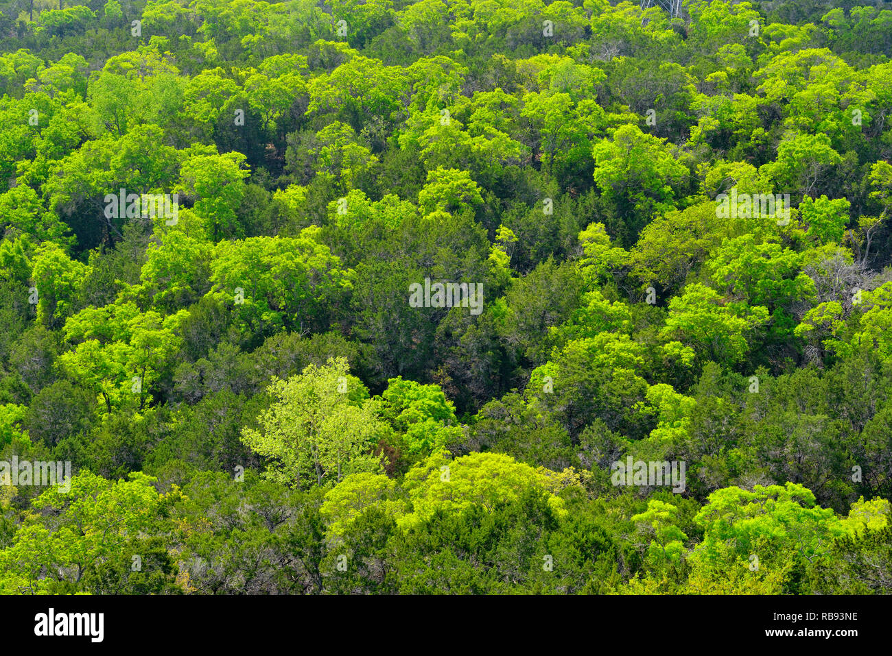 Frühling Laub auf einem Hügel von Hartholz Bäume, Lakeway, Travis County, Texas, USA Stockfoto