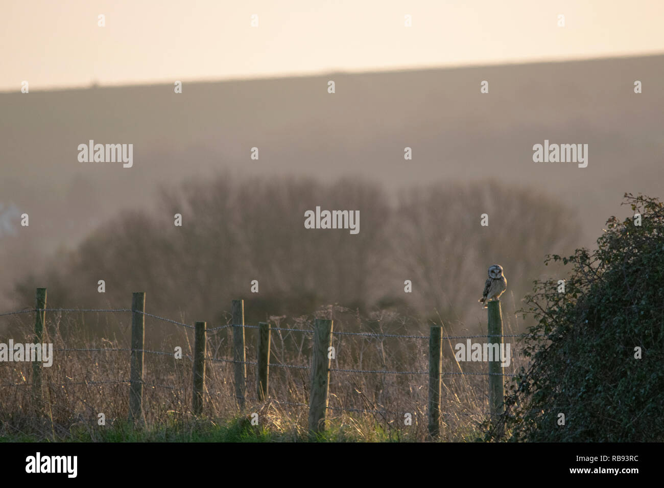 Kurze Eared Owl Stockfoto