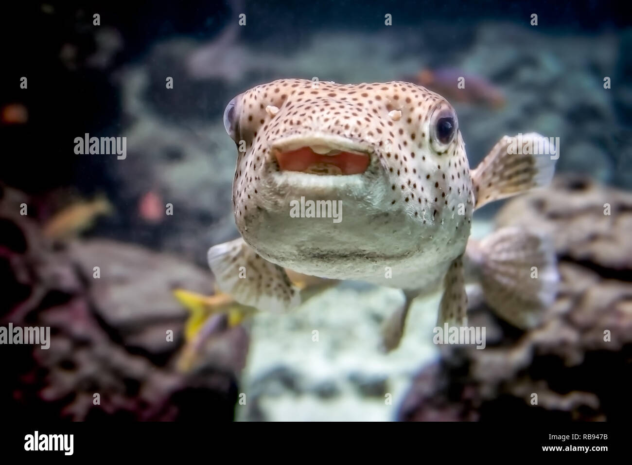 Süße Kugelfisch schwimmen in einem Aquarium Stockfoto