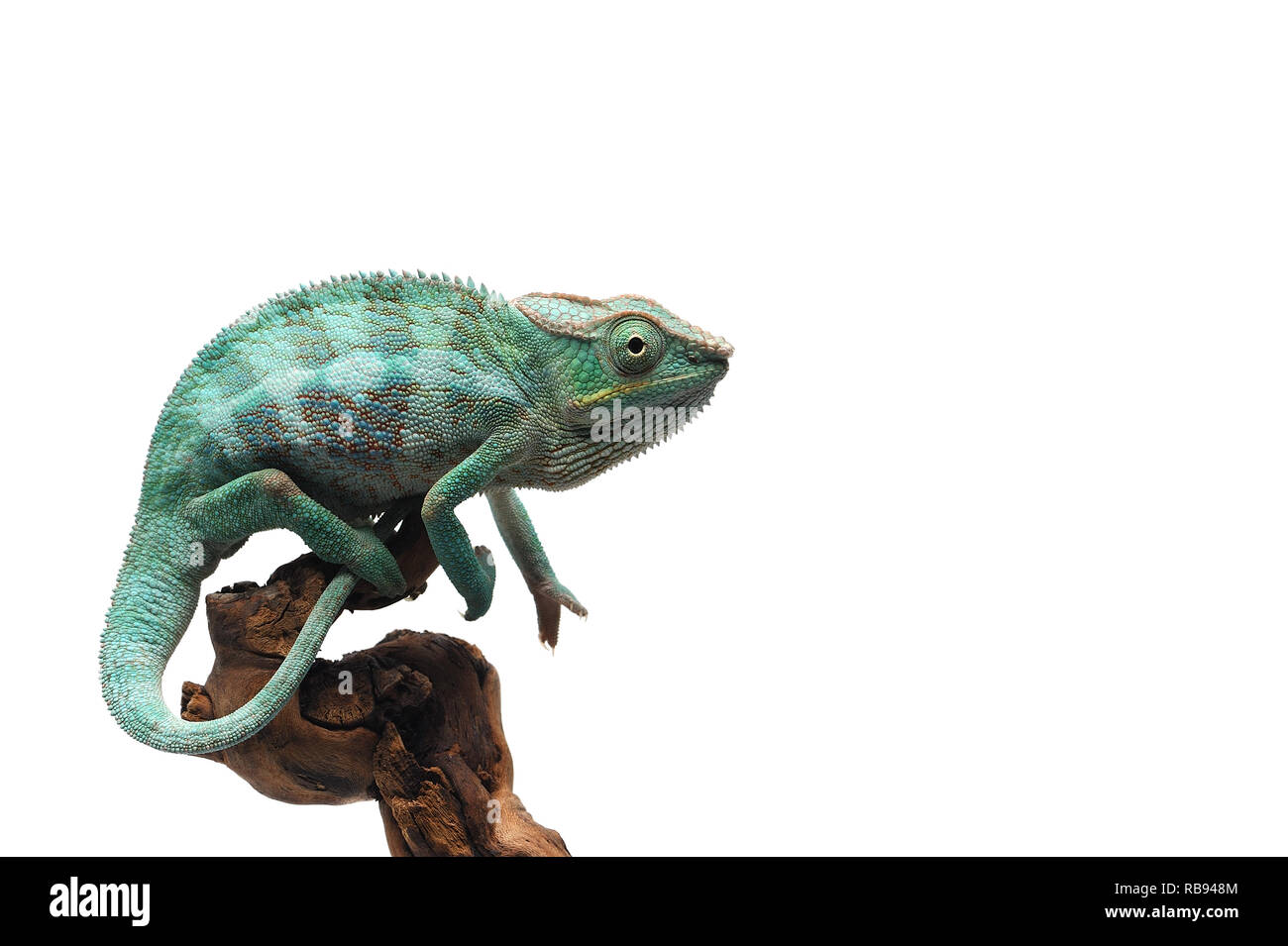 Blaue Eidechse Panther chameleon auf weißem Hintergrund Stockfoto