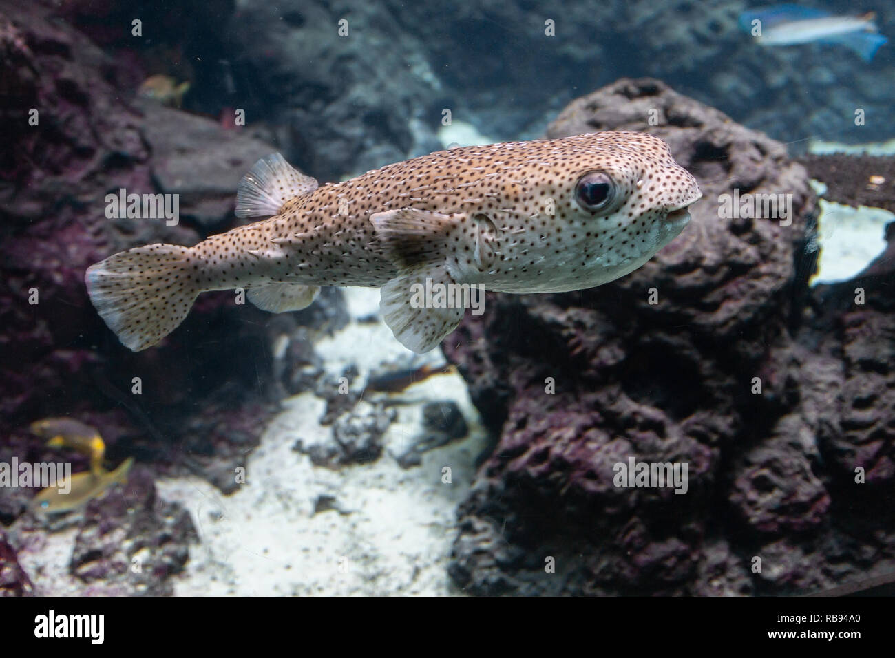 Süße Kugelfisch schwimmen in einem Aquarium Stockfoto