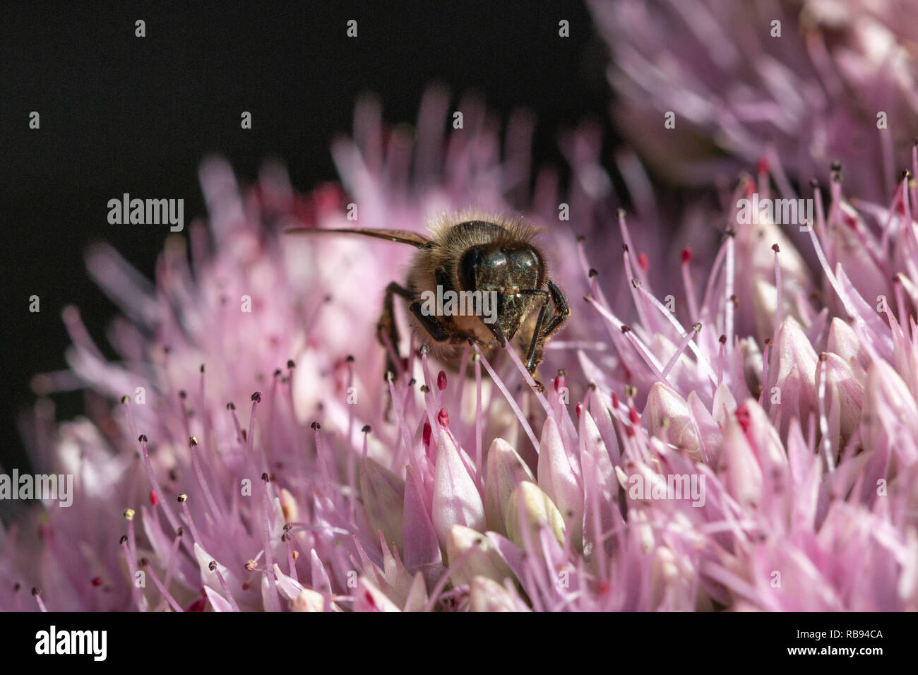 Nahaufnahme einer Honigbiene Beschickung von rosa Blüten Stockfoto