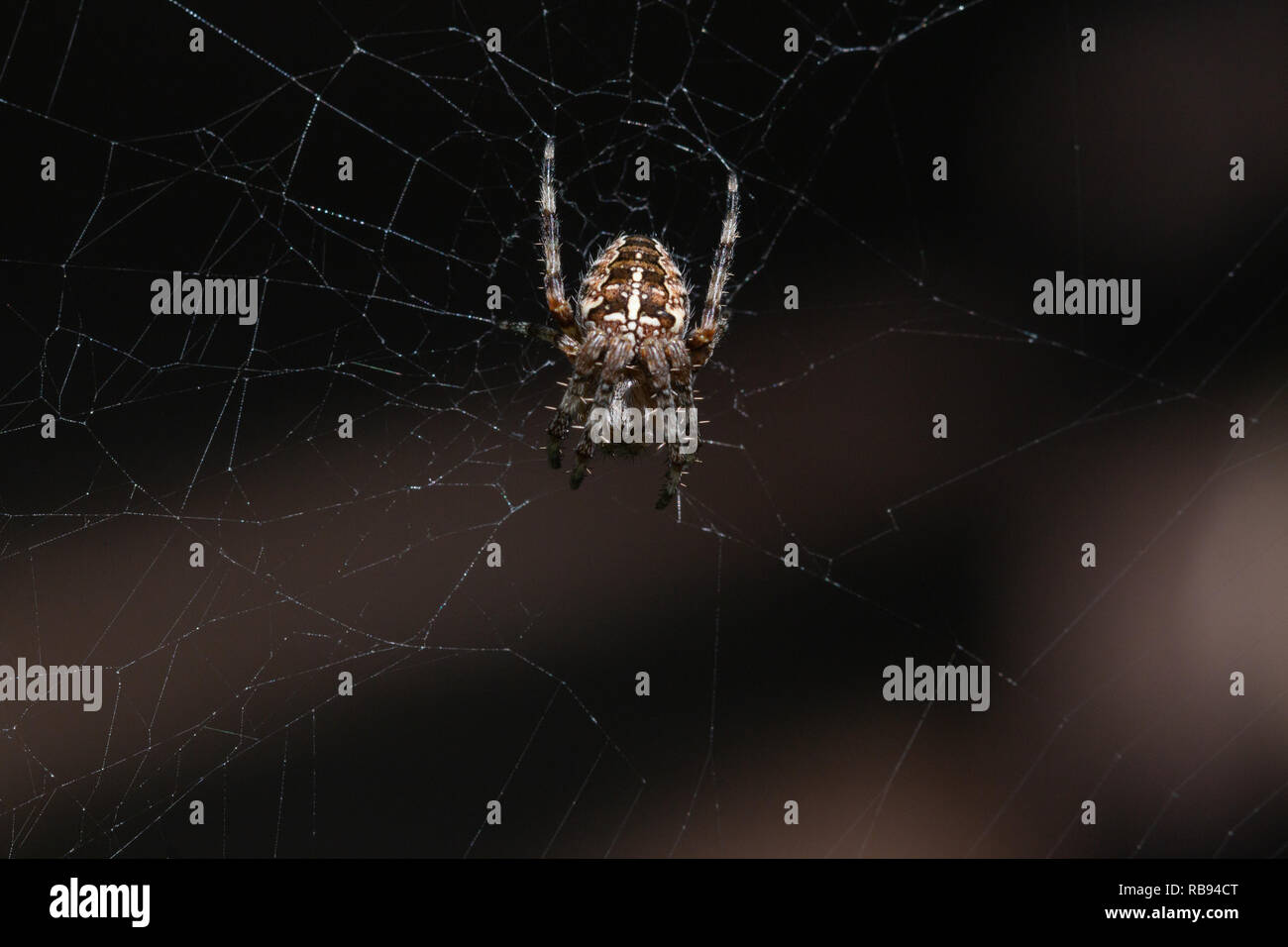 Single Garden cross Spider auf seiner Webseite aus über das Tier. Stockfoto