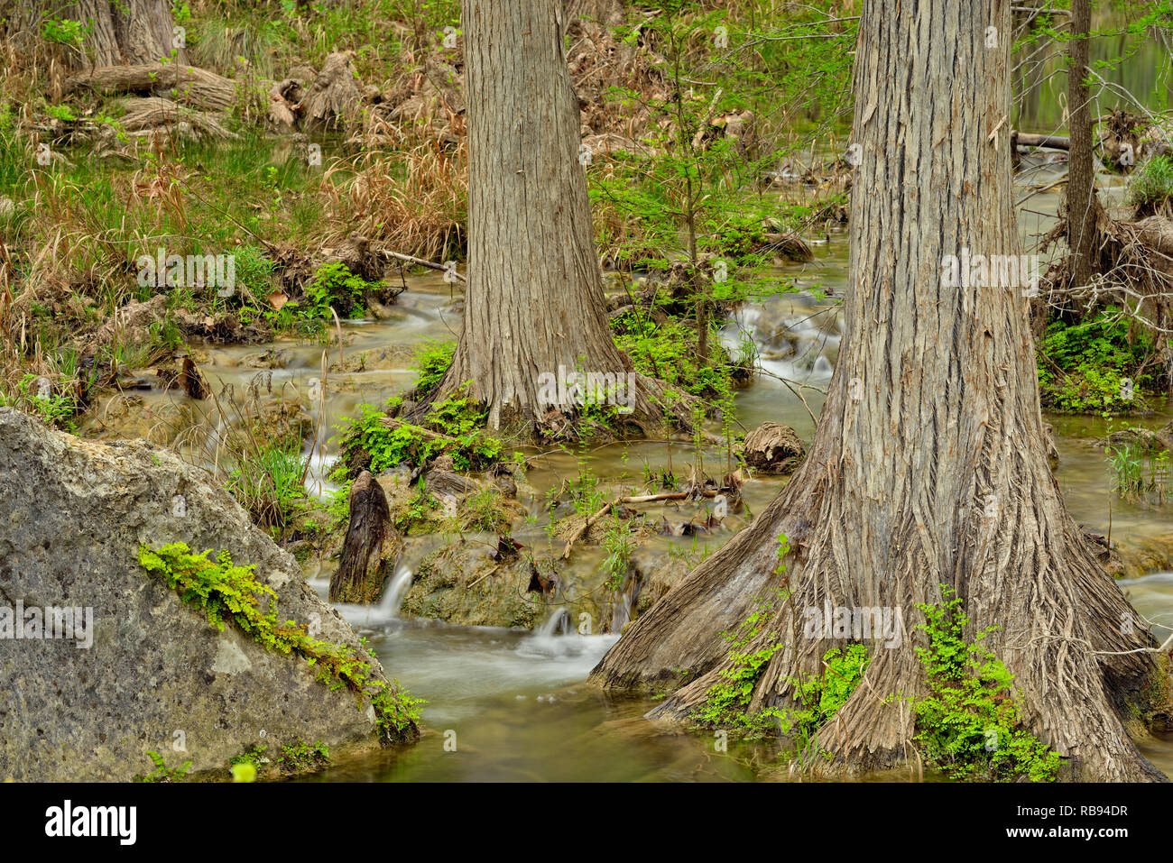 Wasserfall auf Hamilton Creek mit Zypressen Baumwurzeln, Hamilton Pool Preserve Travis County Parks, Texas, USA Stockfoto