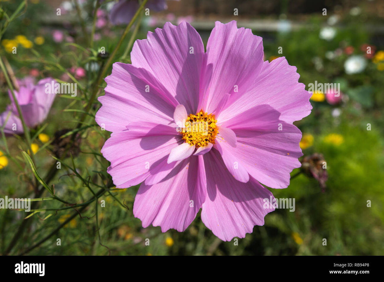 Große rosa Blume in einer wilden Wiese Stockfoto