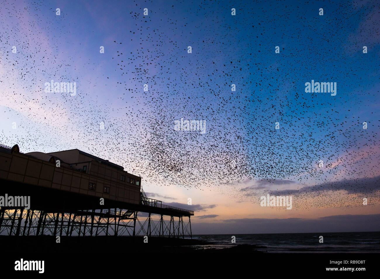 Aberystwyth Wales, UK. 08 Jan, 2019. UK Wetter an einem klaren kalten Abend, nach einem langen Winter Sonnenschein, Herden von Zehntausenden winziger Stare fliegen in riesigen "urmurations" in den Himmel, wie Sie von Ihren täglichen Nahrungsaufnahme zurück für die Nacht auf den Wald von Gusseisen Beine unter Victorian seaside von Aberystwyth Pier zum roost. Aberystwyth ist einer der wenigen städtischen Quartieren im Land und zieht Menschen aus der ganzen UK, Zeuge der spektakulären nächtlichen zeigt. Photo Credit: Keith Morris/Alamy leben Nachrichten Stockfoto