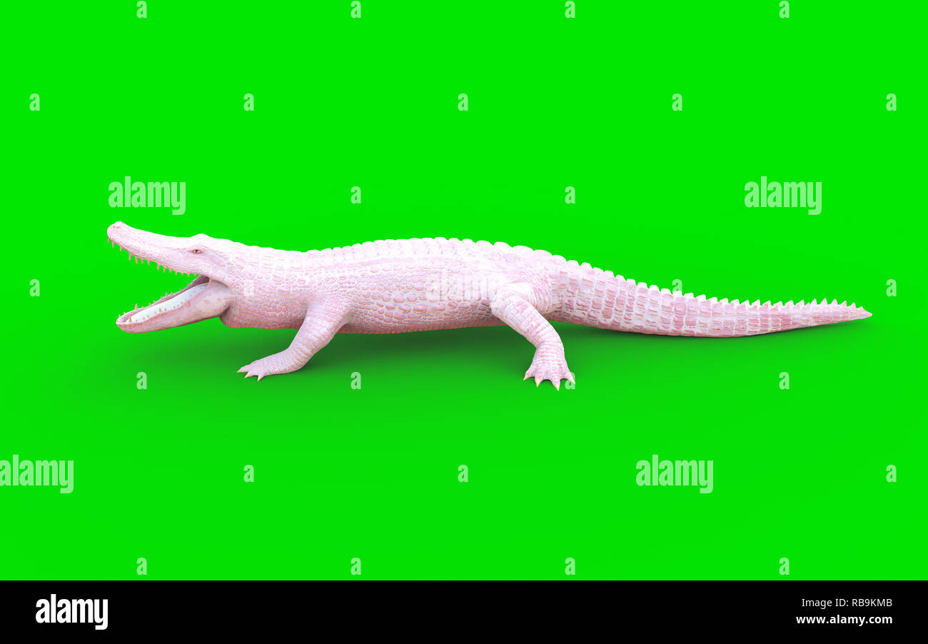 3D-Darstellung der Albino American alligator auf grünem Hintergrund isoliert, Amerikanische Krokodil Stockfoto