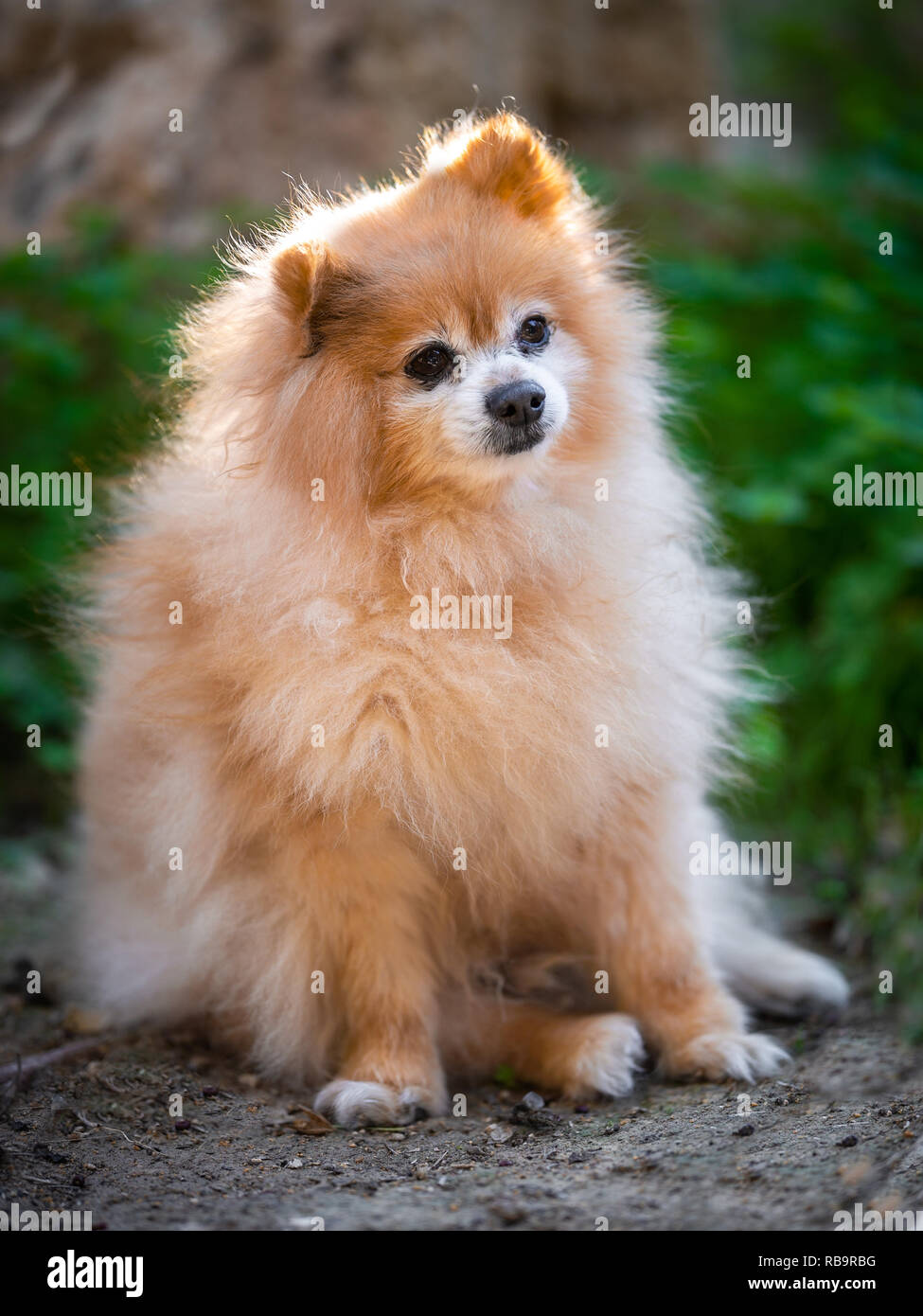 Pomeranian Hund auf einem Spaziergang. Hund im Freien. Schöner Hund. Stockfoto