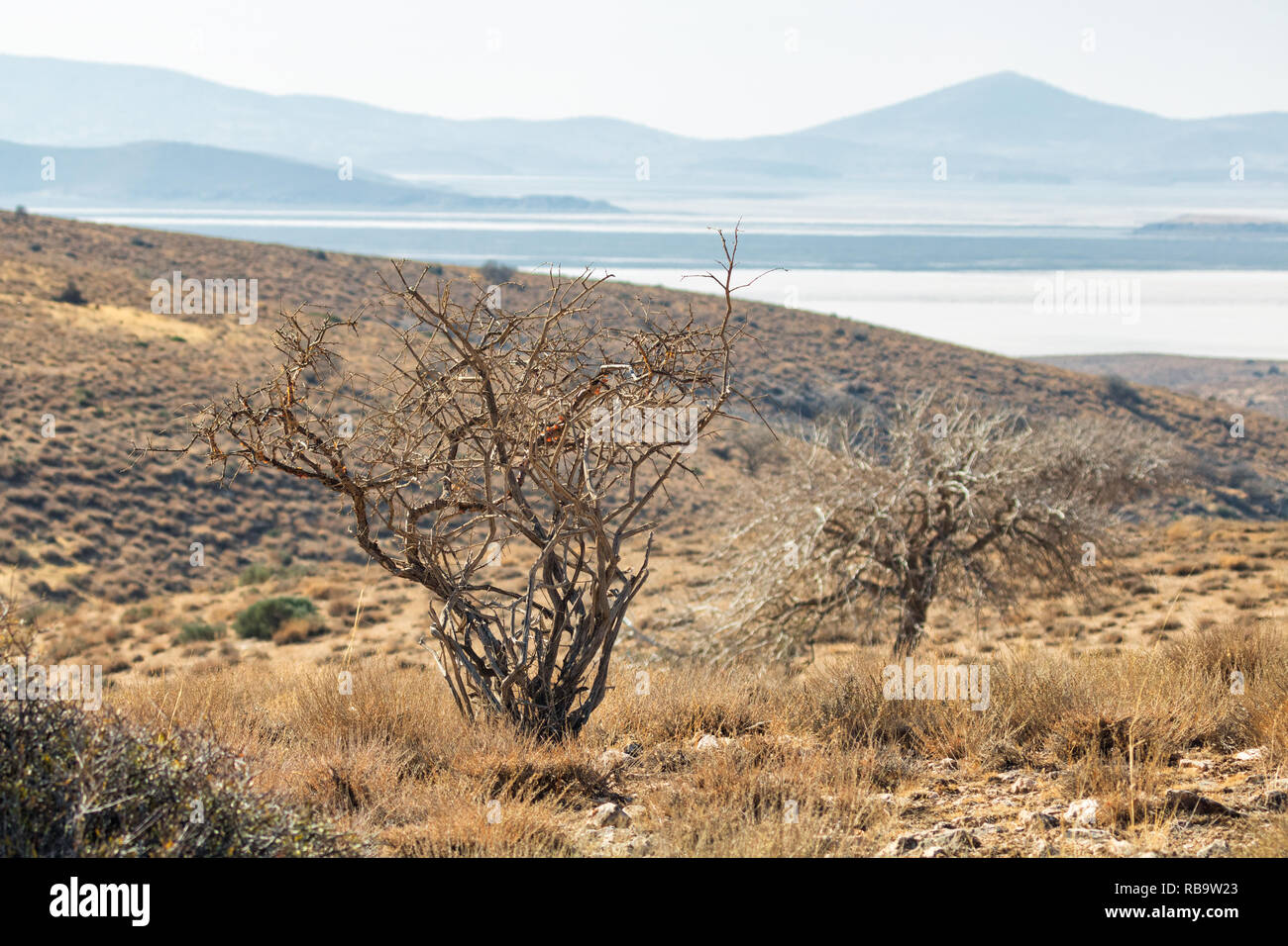 Auf der kaboodan Insel, die größte Insel der Urmia See mit einer Fläche 3500 Hektar Stockfoto