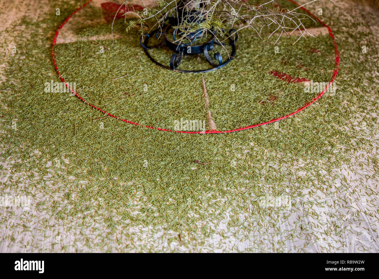 Nachteile der Verwendung von echten Weihnachten T-Stück im Hause Fichte. Dornen abgefallen und sind die ganze Etage. Unordentliche Konzept. Stockfoto