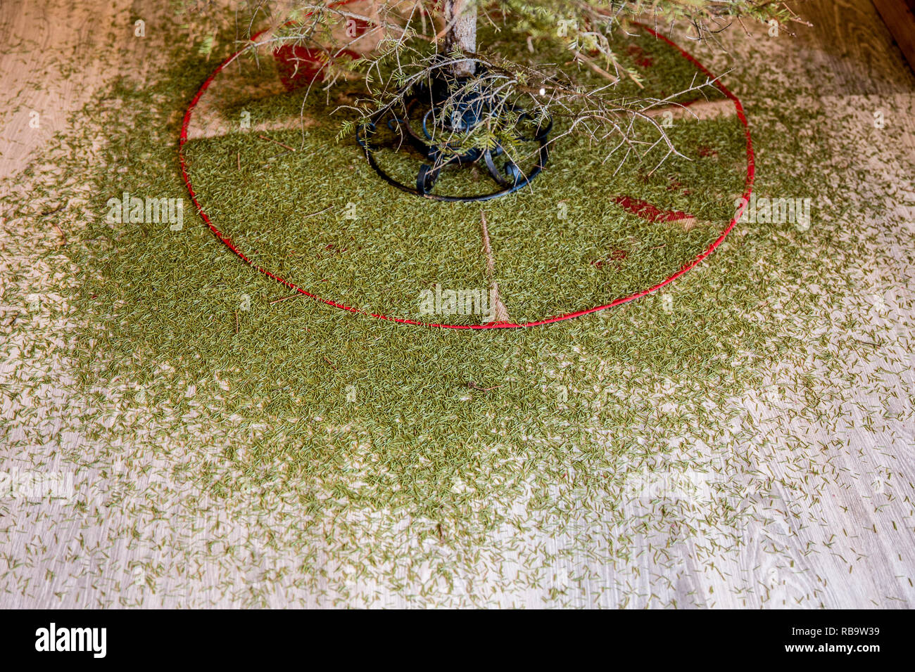 Nachteile der Verwendung von echten Weihnachten T-Stück im Hause Fichte. Dornen abgefallen und sind die ganze Etage. Unordentliche Konzept. Stockfoto