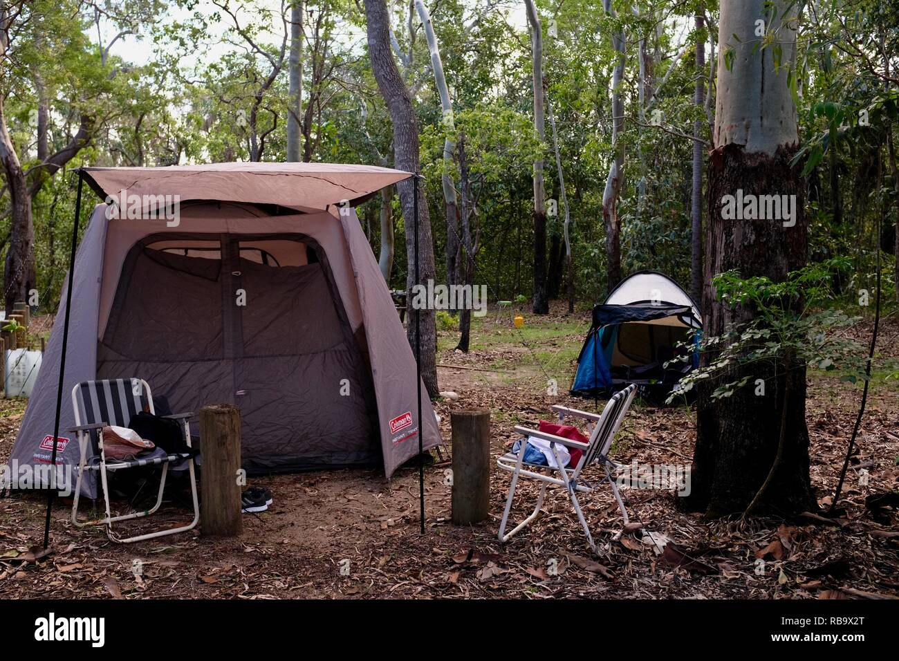 Camp Setup in einem Wald, Smalleys Strand Zeltplatz, Cape Hillsborough National Park, Queensland, Australien Stockfoto